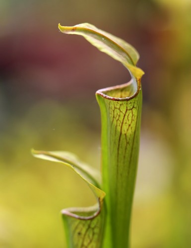 Carnivorous plant Sarracenia alata
