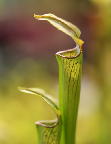 Plante carnivore Sarracenia alata