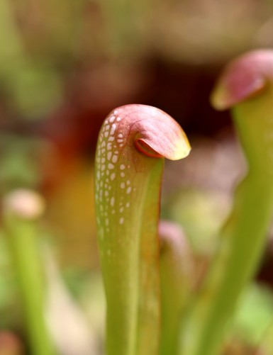 Plante carnivore Sarracenia minor