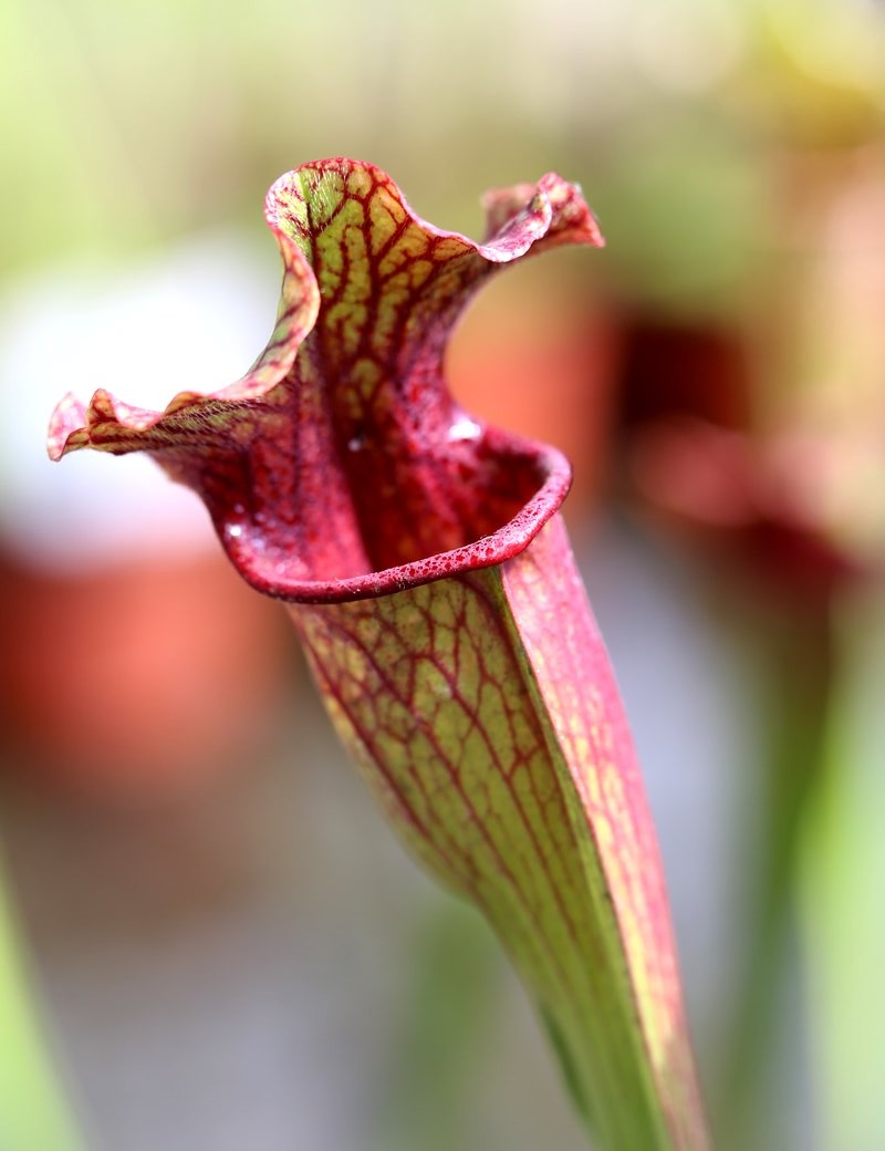 Plante carnivore Sarracenia x 'Evendine'