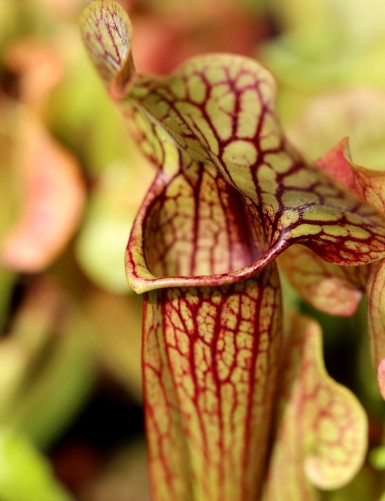 Plante carnivore Sarracenia x 'Paradisia Green Form'