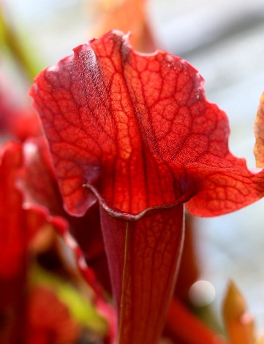 Plante carnivore Sarracenia x 'Paradisia Red Form'