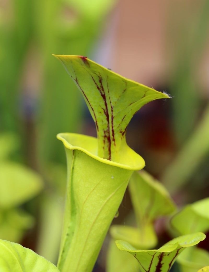 Carnivorous plant Sarracenia flava