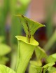 Plante carnivore Sarracenia flava
