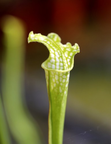 Plante carnivore Sarracenia leucophylla forme verte