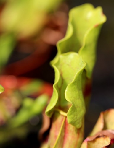 Plante carnivore Sarracenia purpurea Clone 1