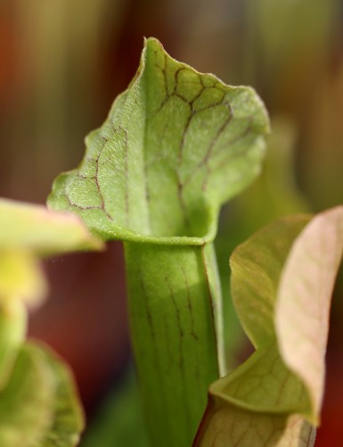 Sarracenia (purpurea x...
