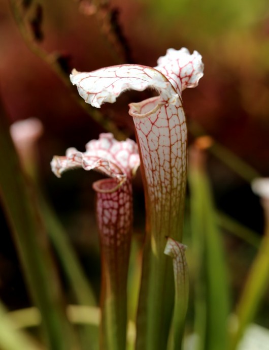 Plante carnivore Sarracenia leucophylla 'white top' x (x mitchelliana)