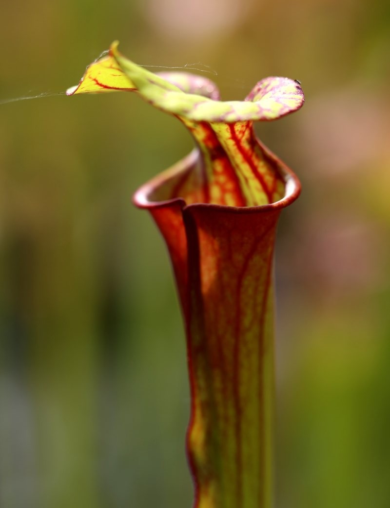 Carnivorous plant Sarracenia flava var. rubricorpora