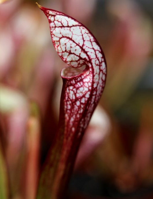 Plante carnivore Sarracenia x wrigleyana 'forme blanche'