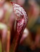 Plante carnivore Sarracenia x wrigleyana 'forme blanche'