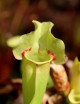 Plante carnivore Sarracenia purpurea 'Sorrow'