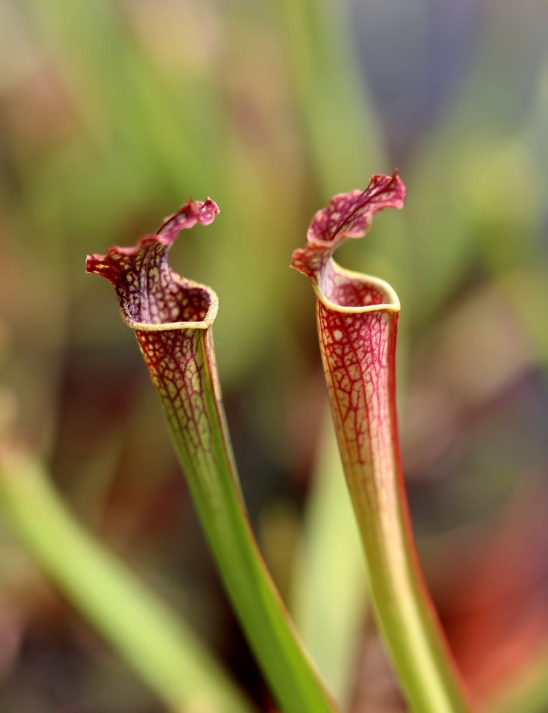 Plante carnivore Sarracenia x farnhamii