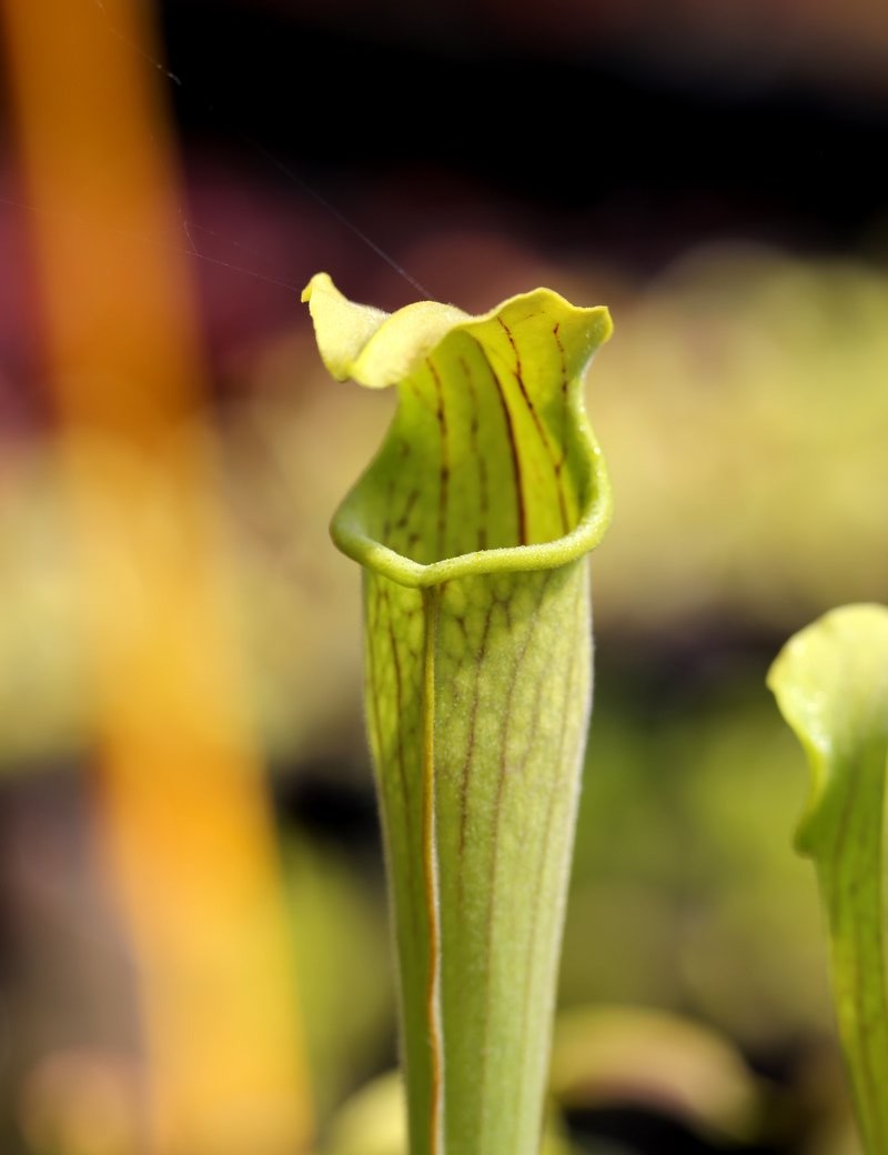 Plante carnivore Sarracenia alata 'pubescens'