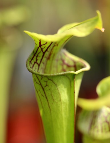 Plante carnivore Sarracenia oreophila