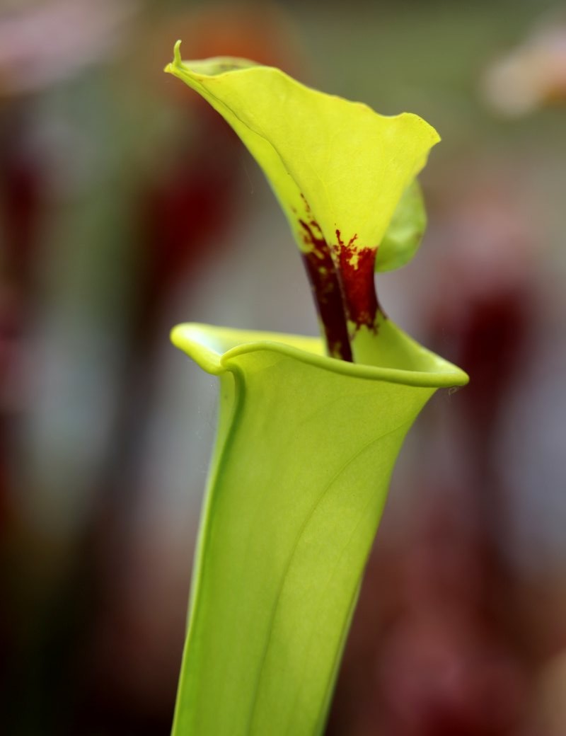 Carnivorous plants Sarracenia flava var. rugelii