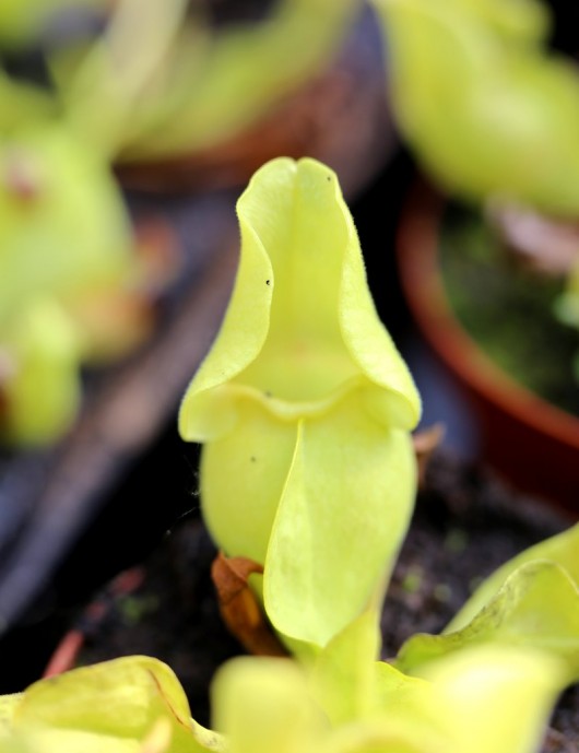 Plante carnivore Sarracenia purpurea forme verte