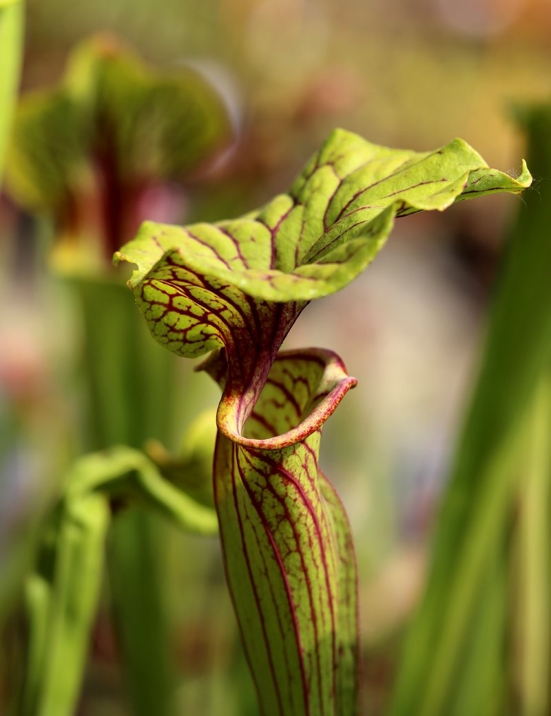 Plante carnivore Sarracenia flava ornata x superornata