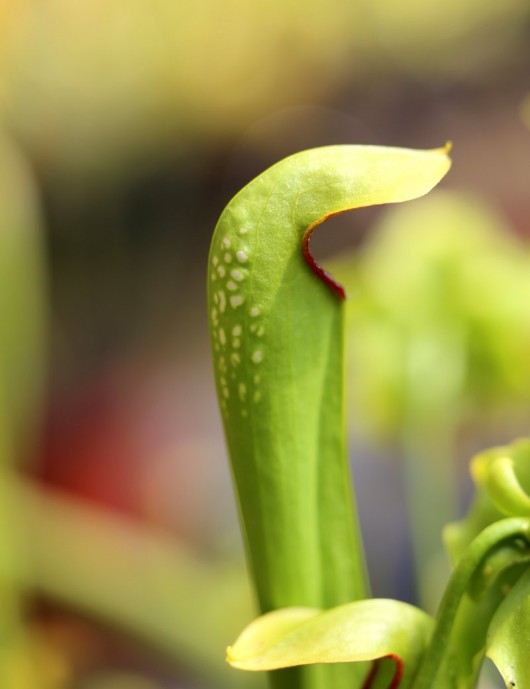 Plante carnivore Sarracenia minor var okefenokeensis