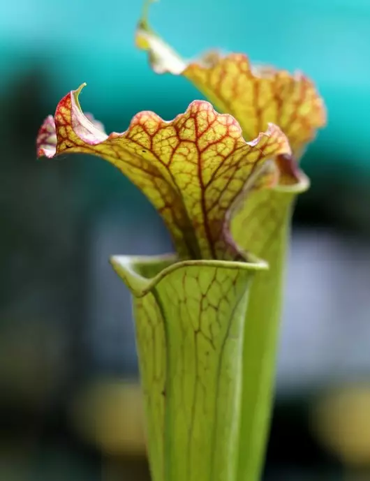 Plante carnivore Sarracenia x Moorei Plante carnivore Sarracenia x Moorei