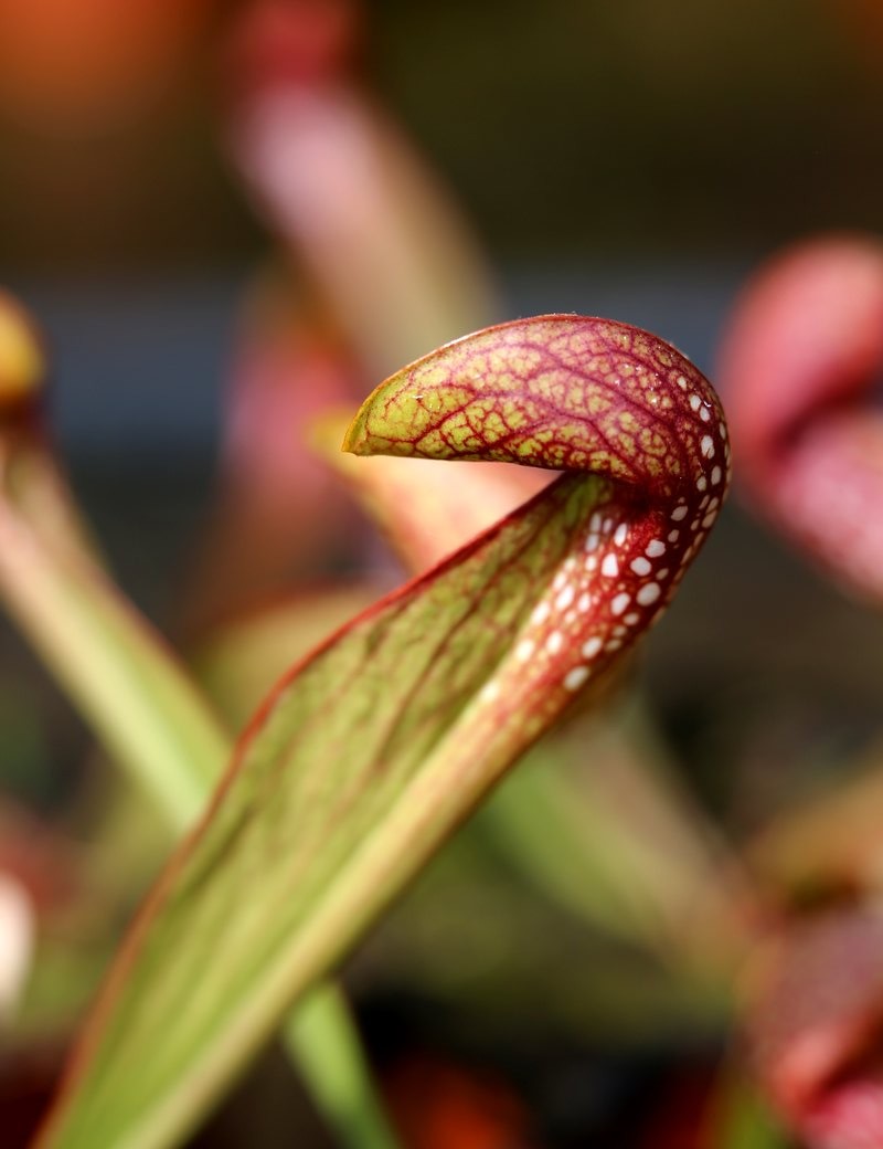 Plante carnivore Sarracenia gilpini