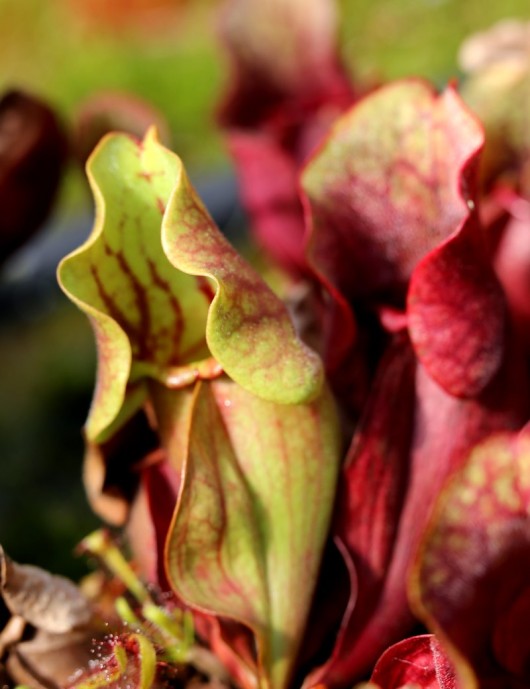 Plante carnivore Sarracenia purpurea subsp. venosa