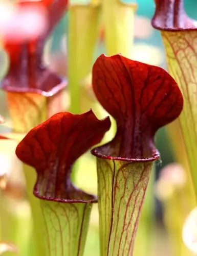 Plante carnivore Sarracenia alata red tube X Leucophylla