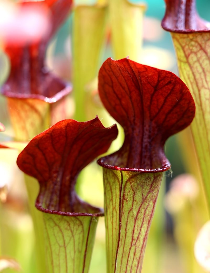 Plante carnivore Sarracenia alata red throat