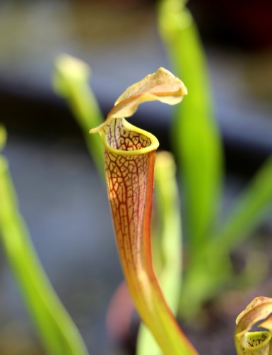 Carnivorous plant Sarracenia rubra ssp. wherryi