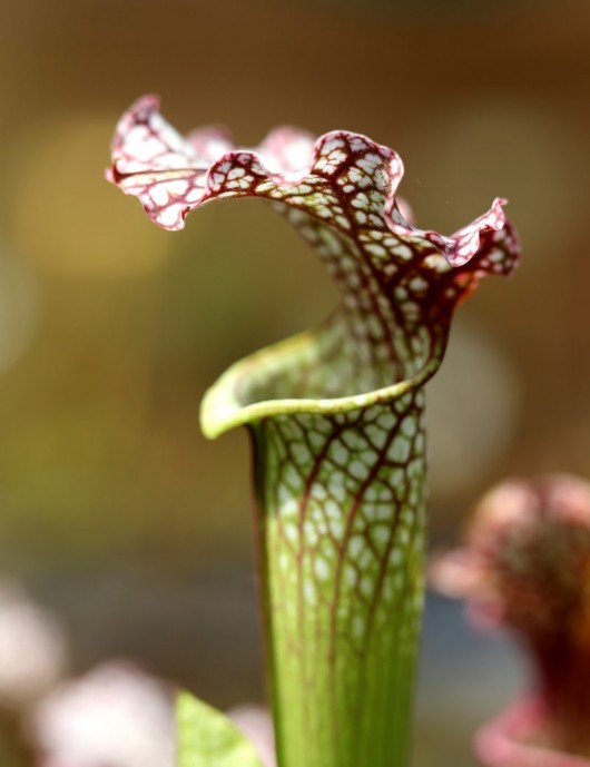 Plante carnivore Sarracenia x 'Daniel Rudd'
