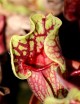Plante carnivore Sarracenia purpurea venosa var Montana