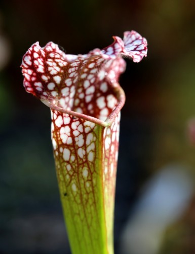 Plante carnivore Sarracenia leucophylla 'hybride'