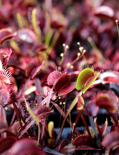 Dionaea muscipula 'Akai ryu'