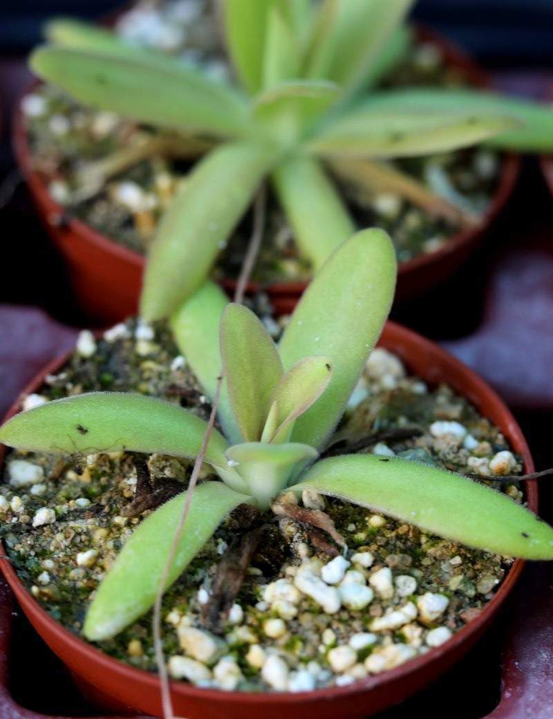 Plante carnivore Pinguicula Aphrodite