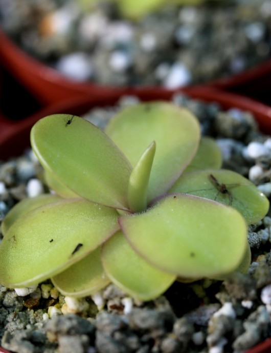 Plante carnivore Pinguicula agnata x emarginata