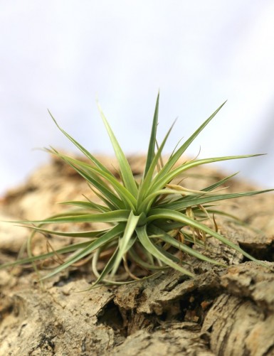 Tillandsia aeranthos - 8 à 10 cm Fille de l'air