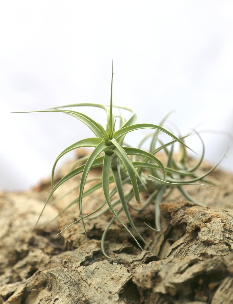 Tillandsia bergeri fille de l'air