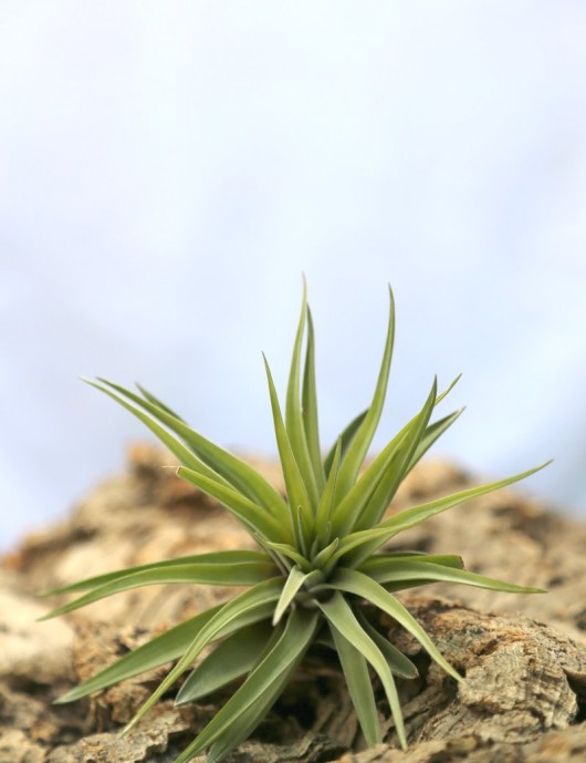 Tillandsia velutina - 10 à 12 cm fille de l'air