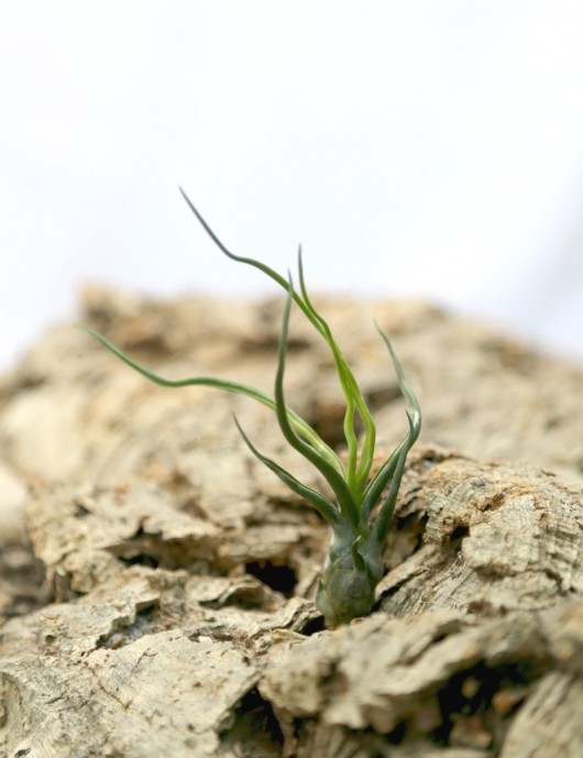 Tillandsia bulbosa - 12 à 14 cm fille de l'air