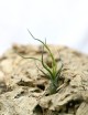 Tillandsia bulbosa - 12 à 14 cm fille de l'air