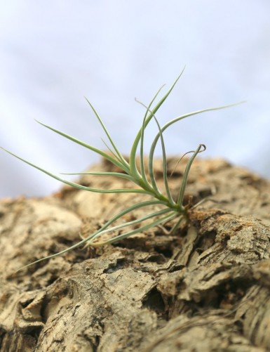 Tillandsia caliginosa - 10 à 15 cm fille de l'air
