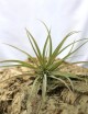 Tillandsia capitata Peach fille de l'air