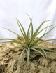 Tillandsia capitata 'Peach' - 15 à 20 cm fille de l'air