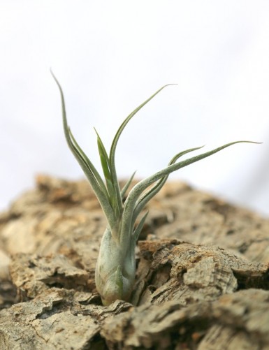 Tillandsia caput-medusae - 12 à 18 cm fille de l'air