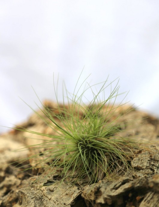 Tillandsia filifolia - 10 à 12 cm fille de l'air