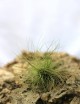 Tillandsia filifolia - 10 à 12 cm fille de l'air