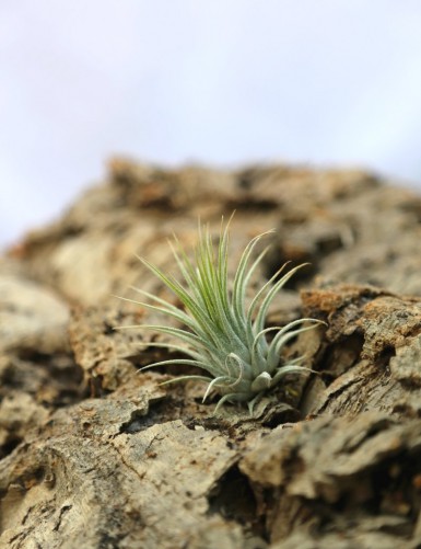 Tillandsia ionantha var. ionantha - 4 à 6 cm fille de l'air