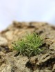Tillandsia ionantha 'Mexico' - 7 à 9 cm fille de l'air