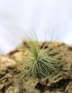 Tillandsia magnusiana - 6 à 10 cm fille de l'air