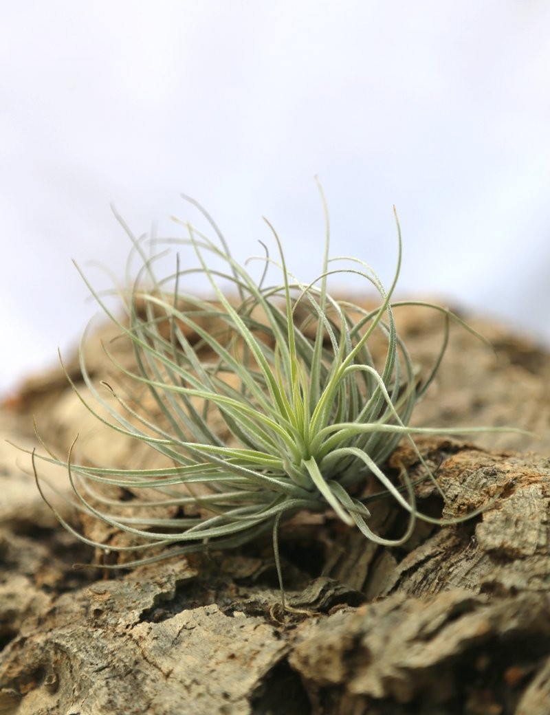 Tillandsia oaxacana - 7 à 10 cm fille de l'air
